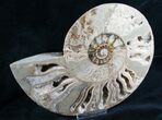Beautiful Choffaticeras Ammonite - Half #7577-1